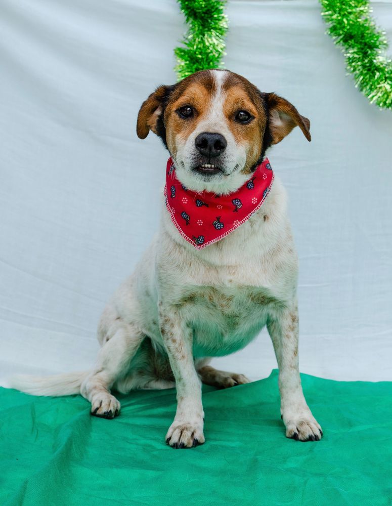 Cão