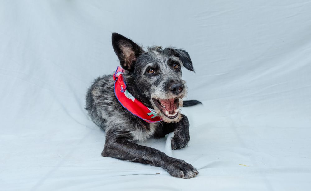 Cão