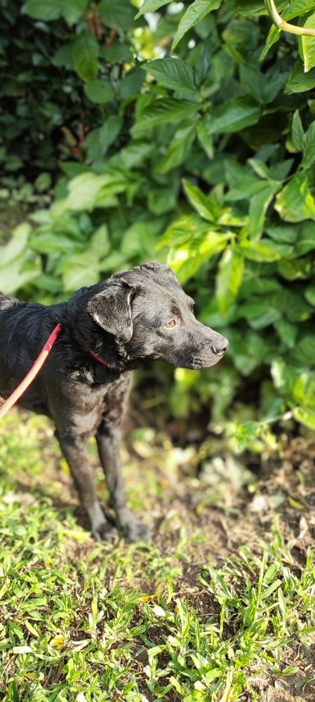 Cão