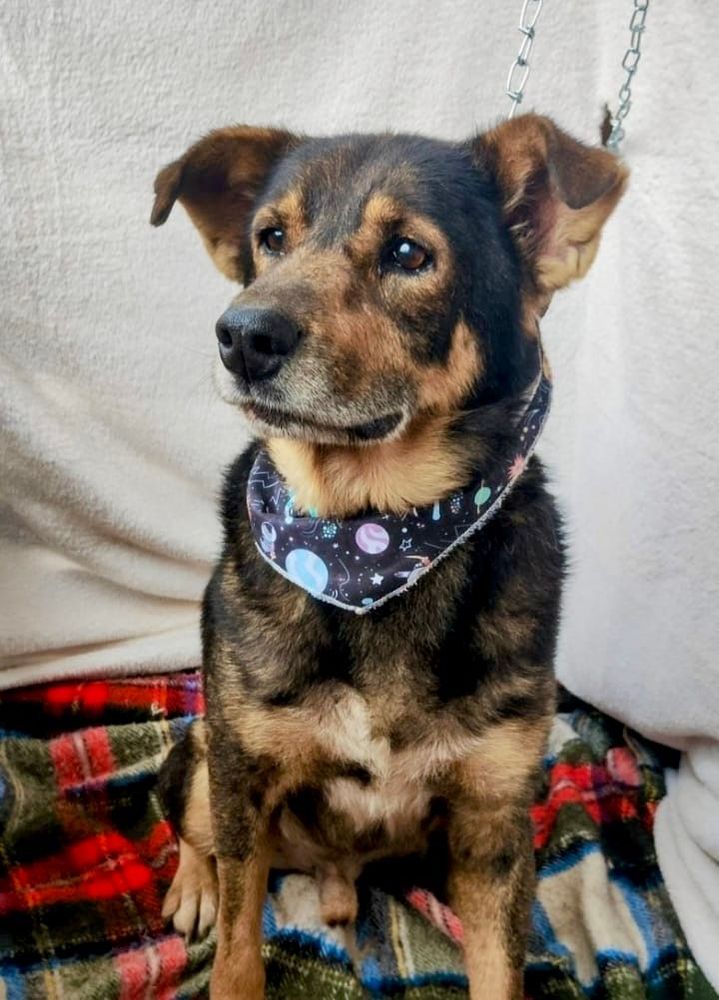 Cão