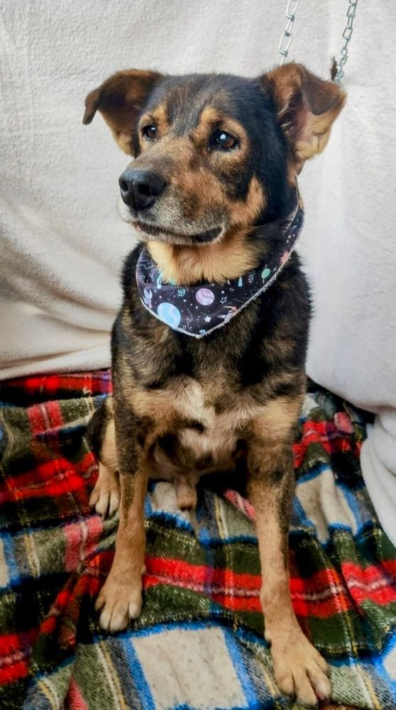 Cão