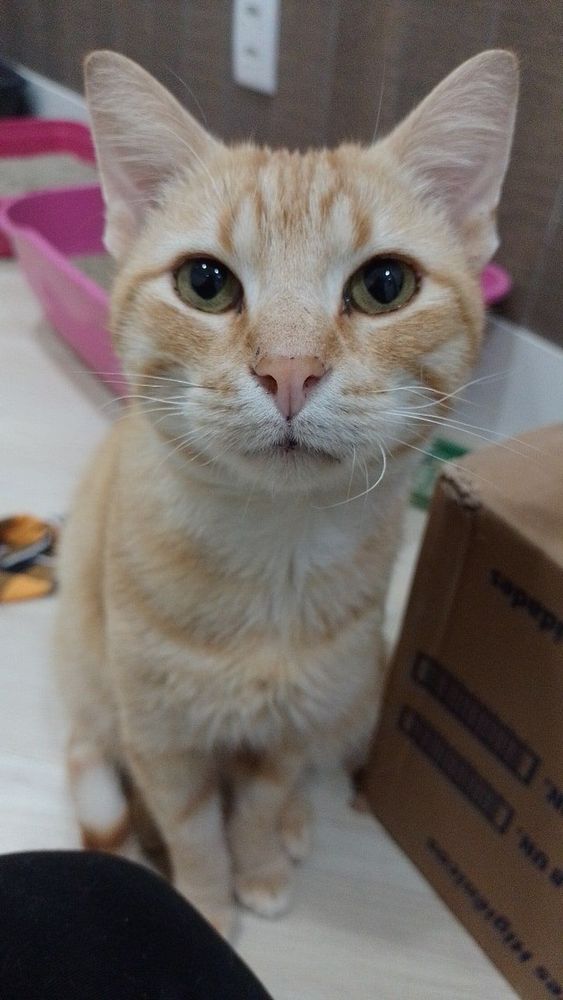 Gato