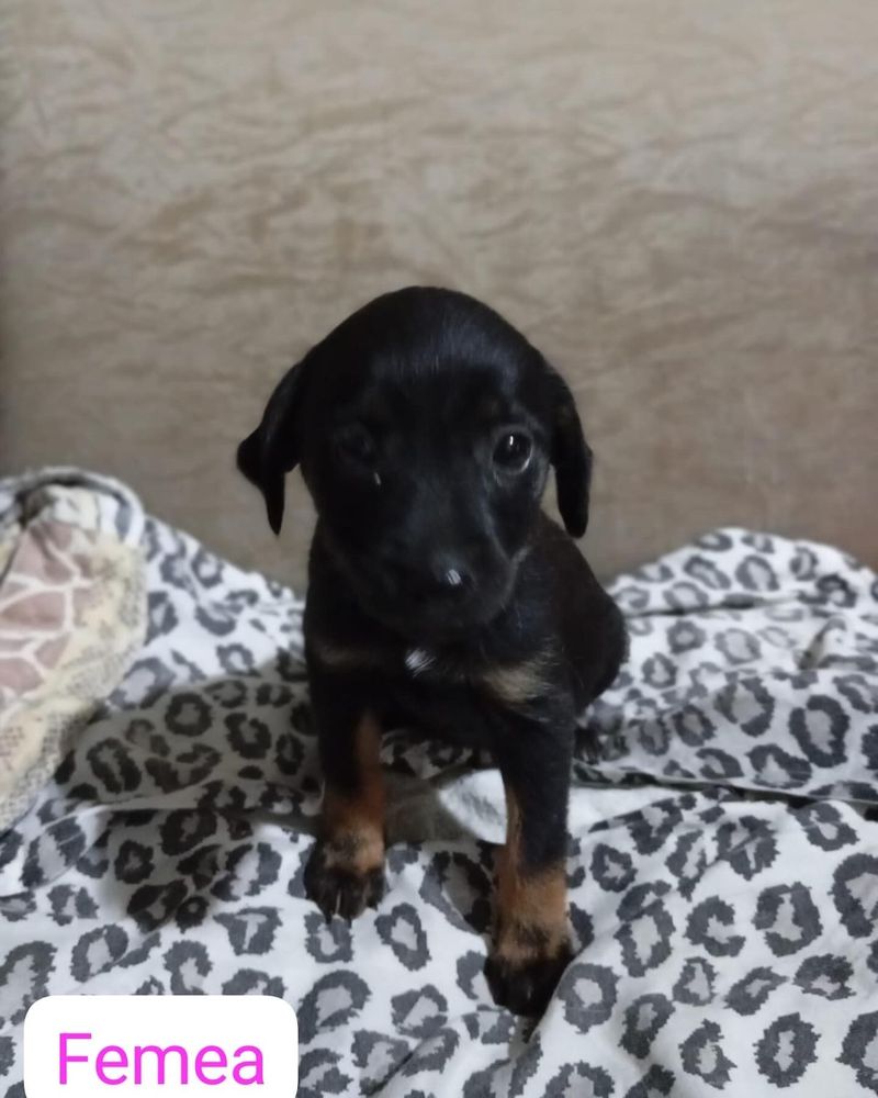 Cão