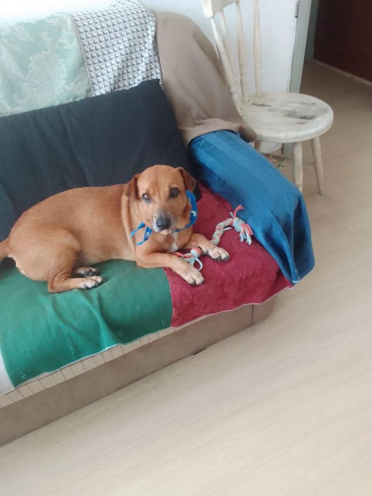Cão