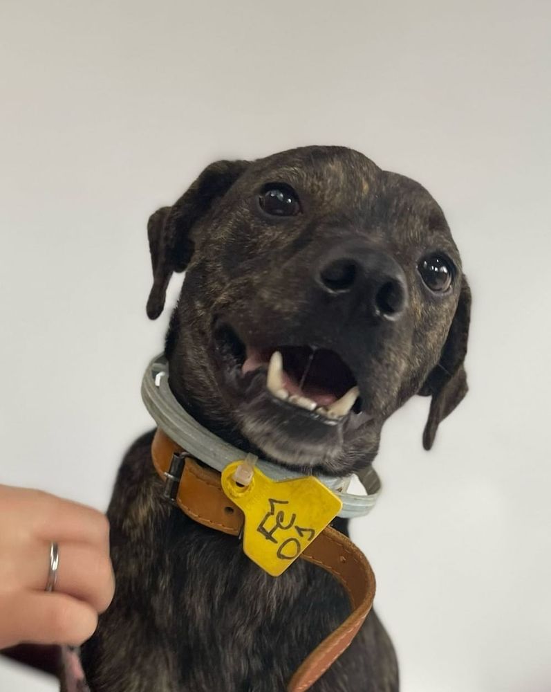 Cão