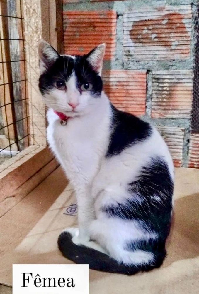 Gato