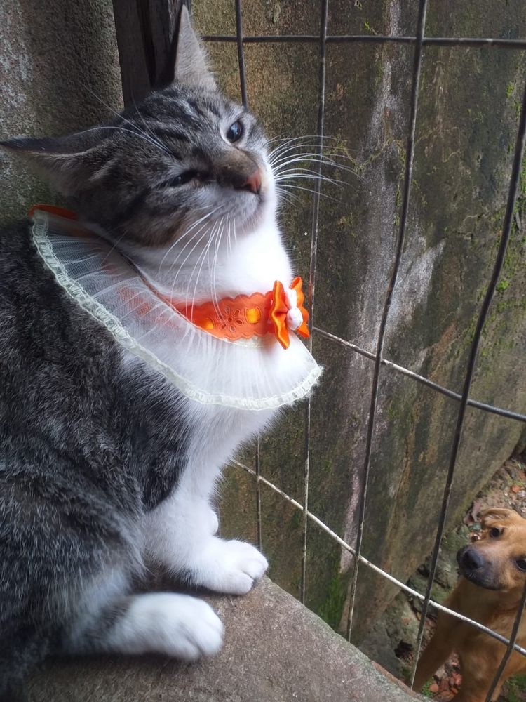Gato