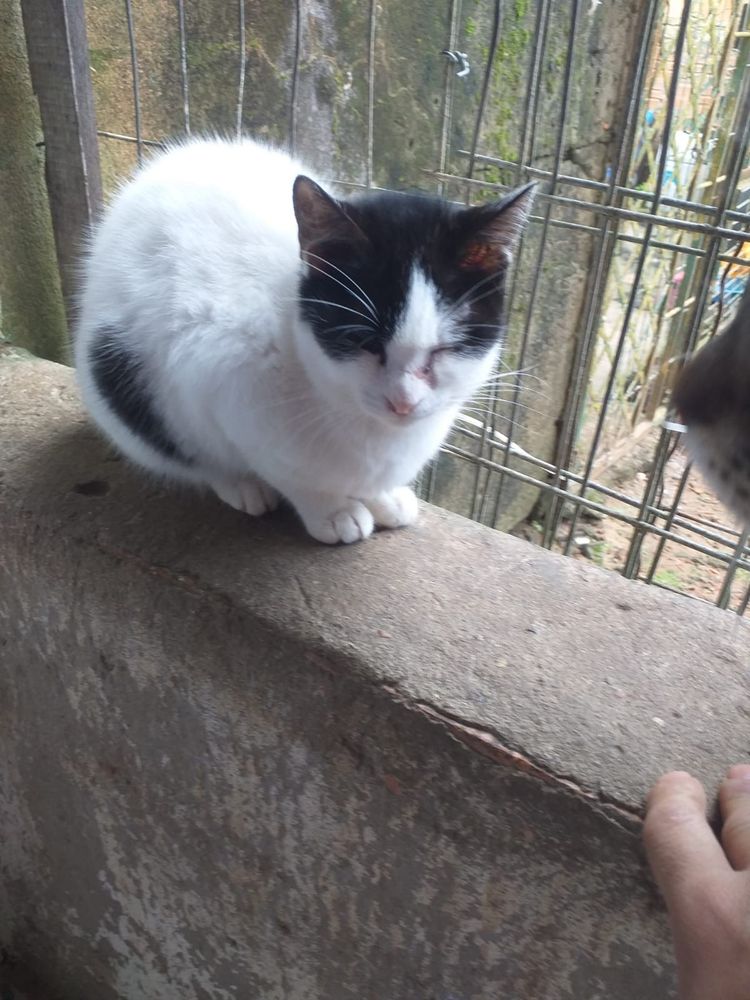 Gato