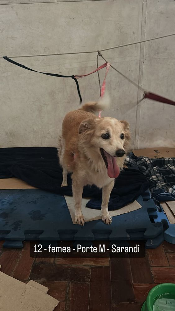 Cão
