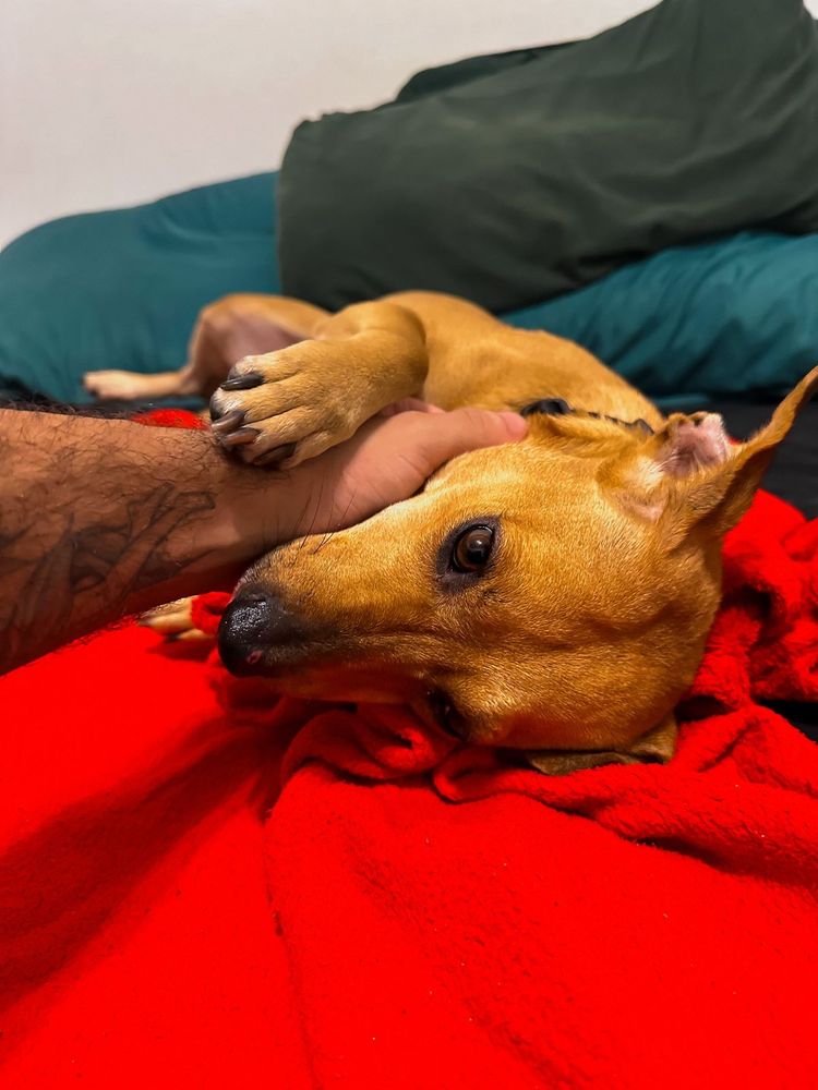 Cão