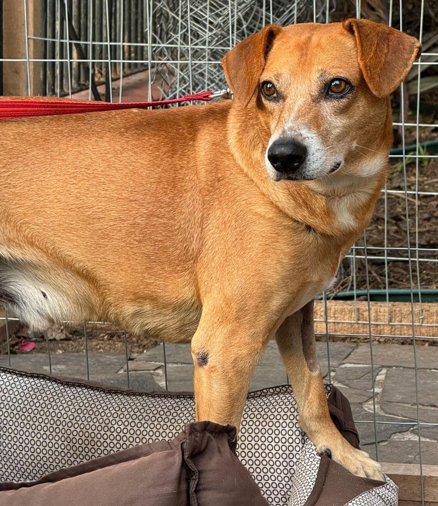 Cão