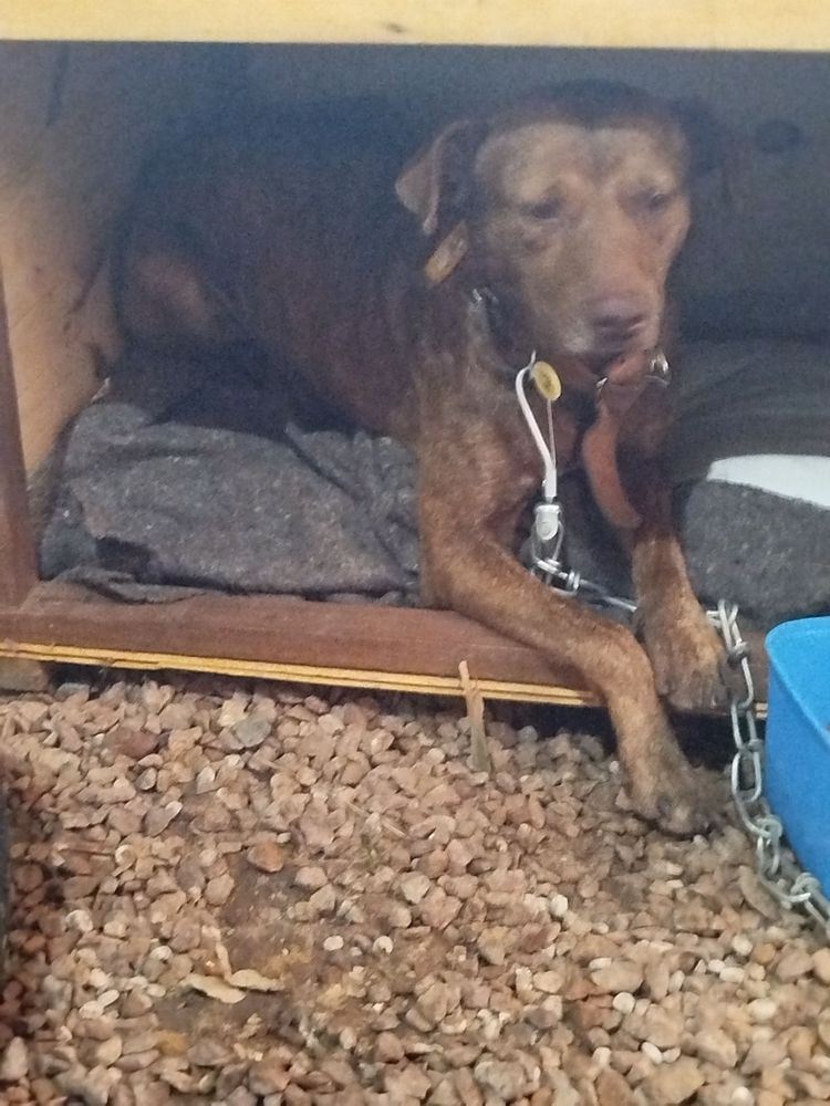 Cão