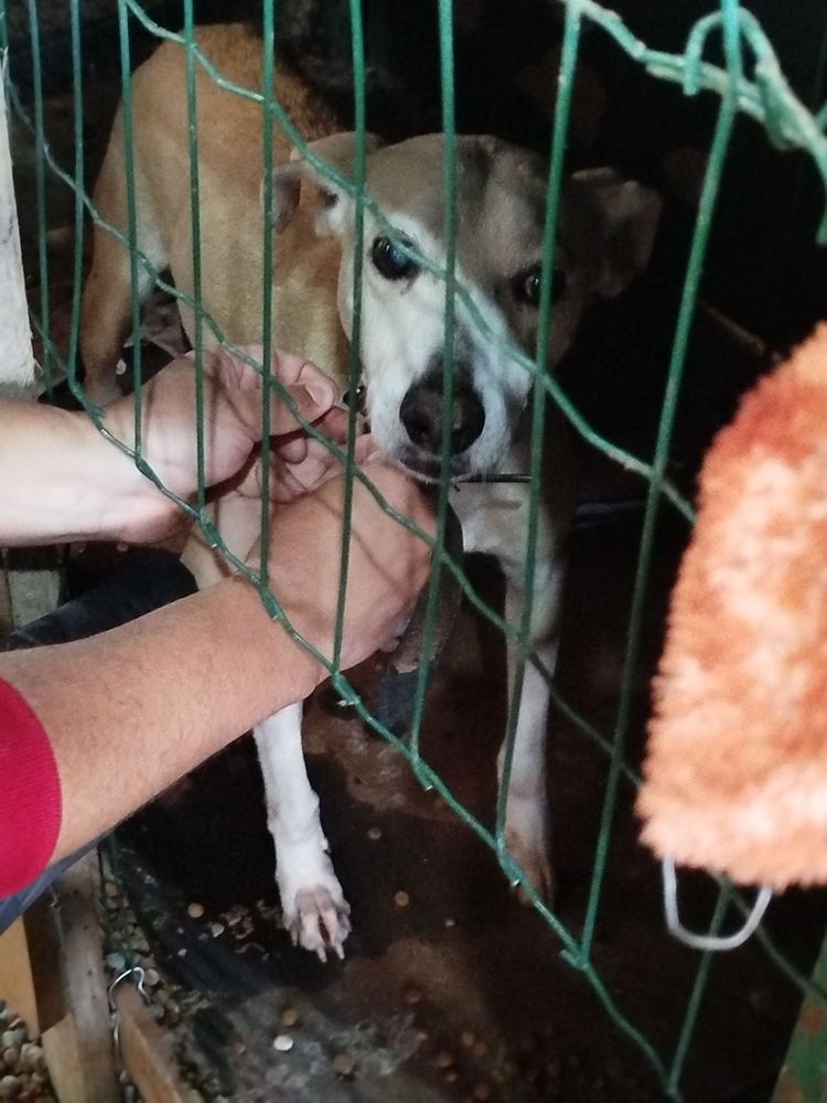 Cão