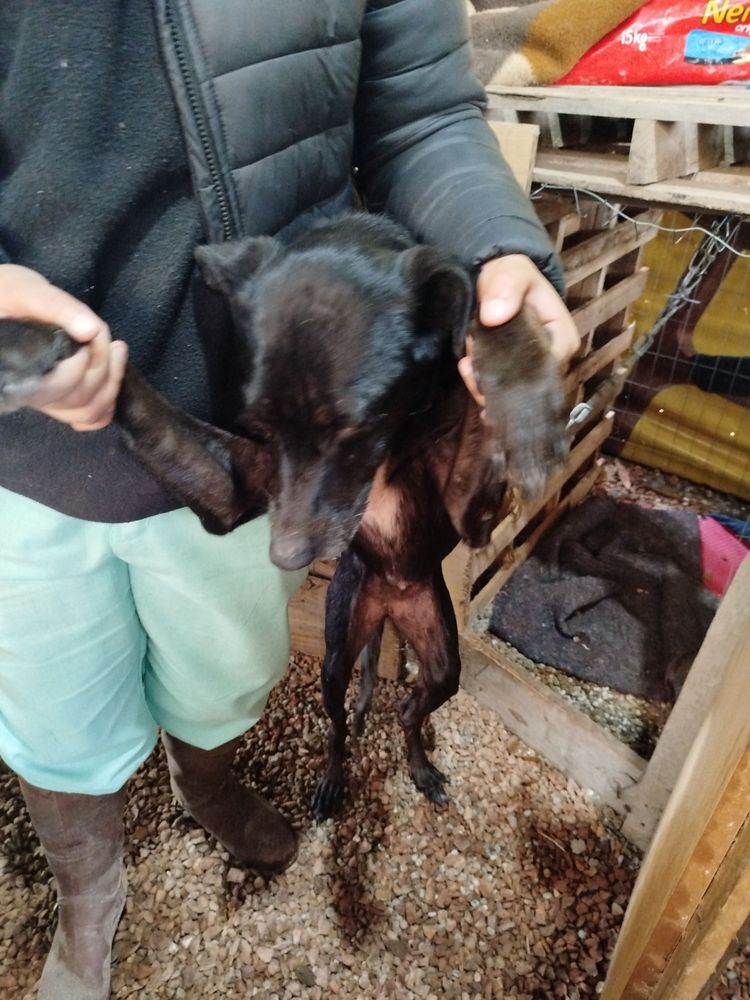 Cão