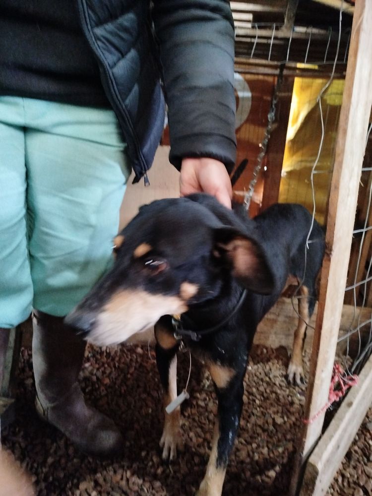 Cão