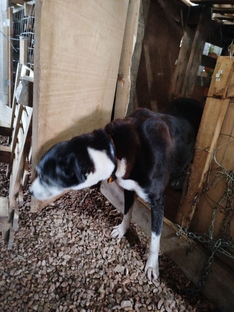 Cão