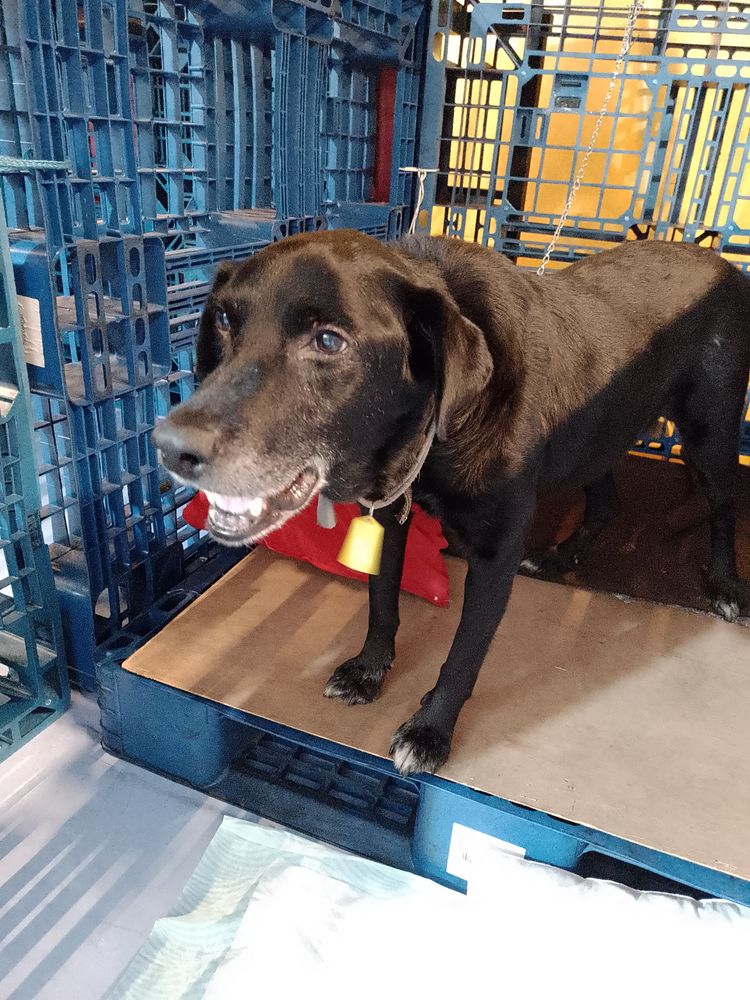 Cão