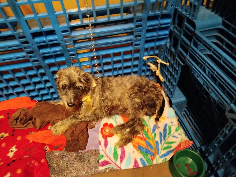 Cão
