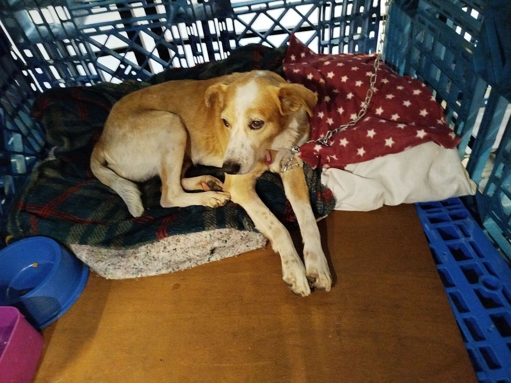 Cão