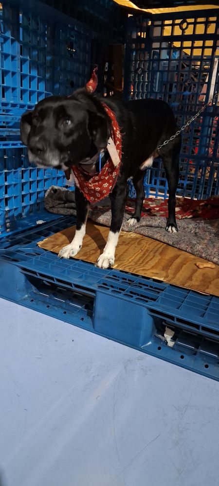 Cão