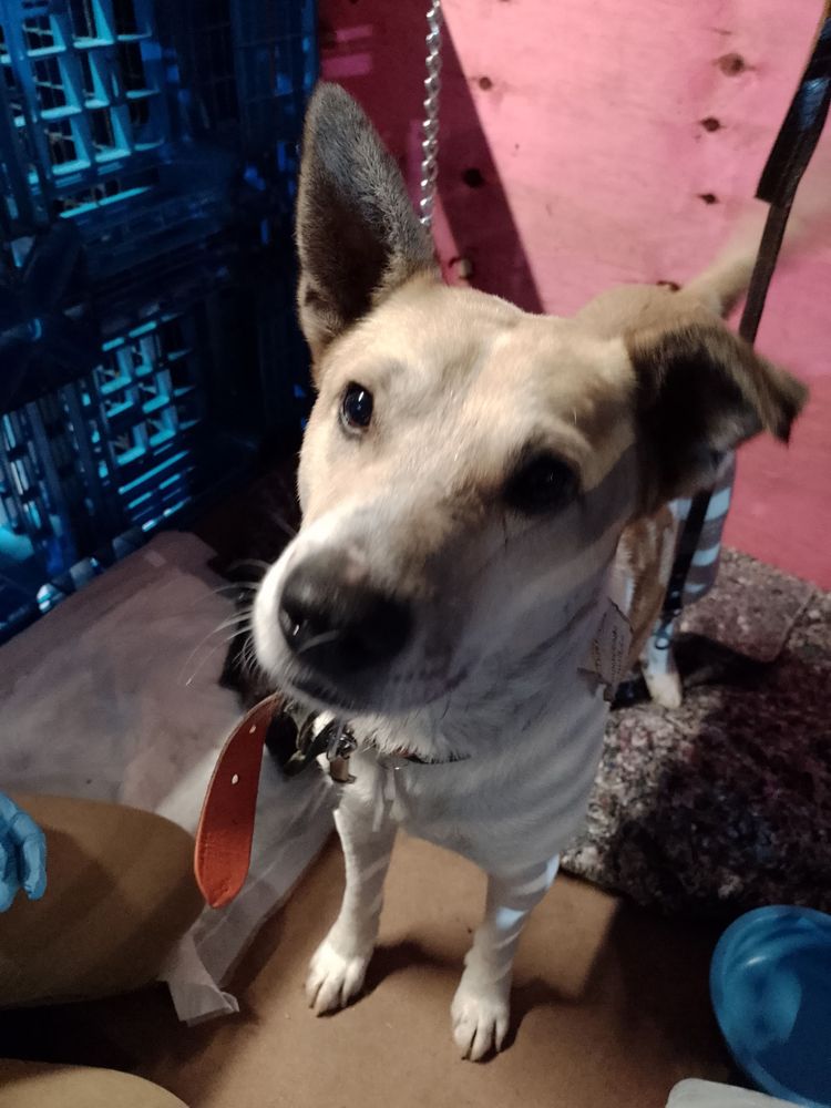 Cão