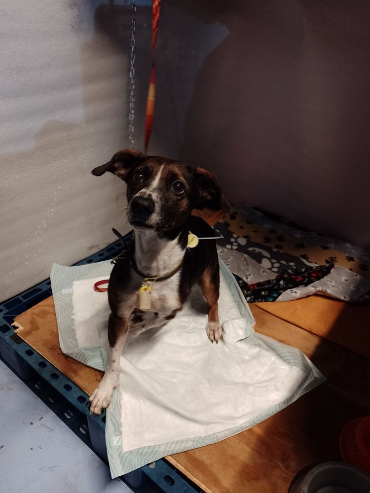 Cão