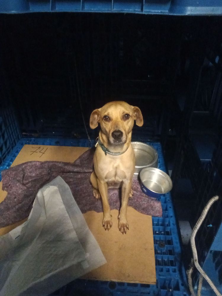 Cão