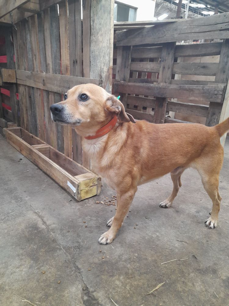 Cão