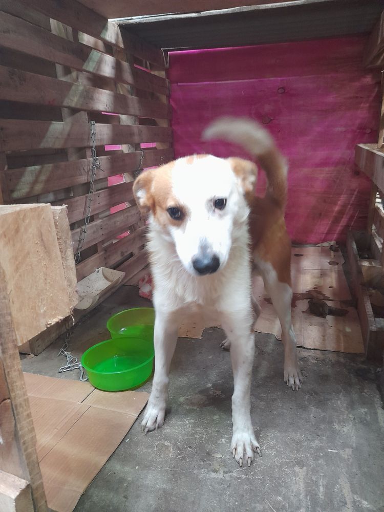 Cão