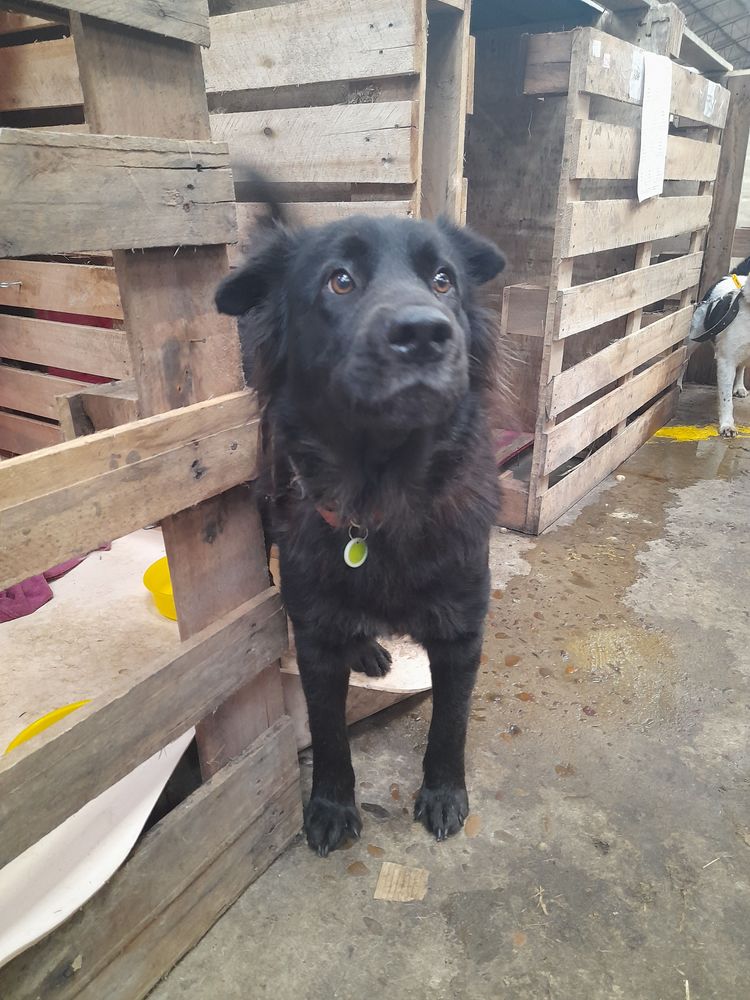 Cão