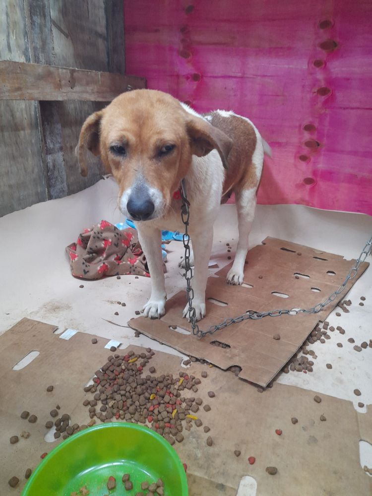 Cão