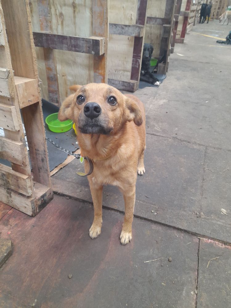 Cão