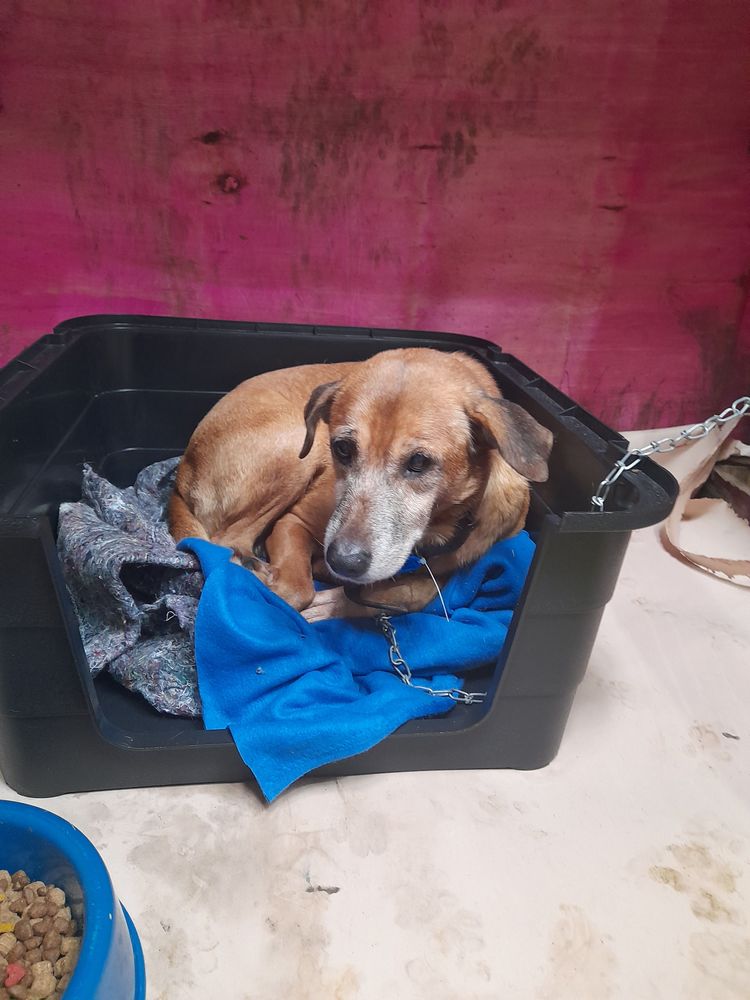 Cão