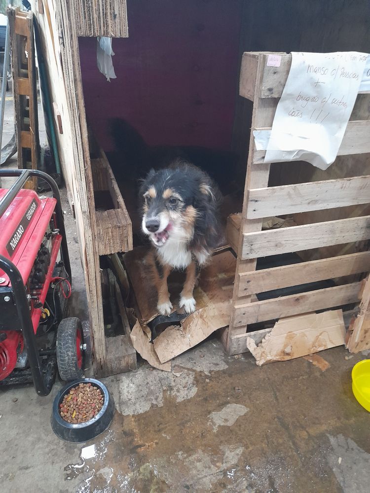 Cão