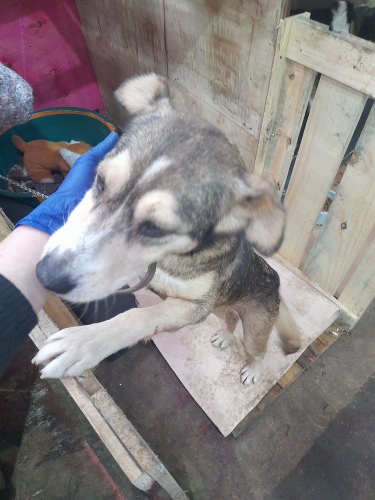 Cão