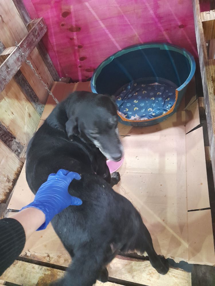 Cão
