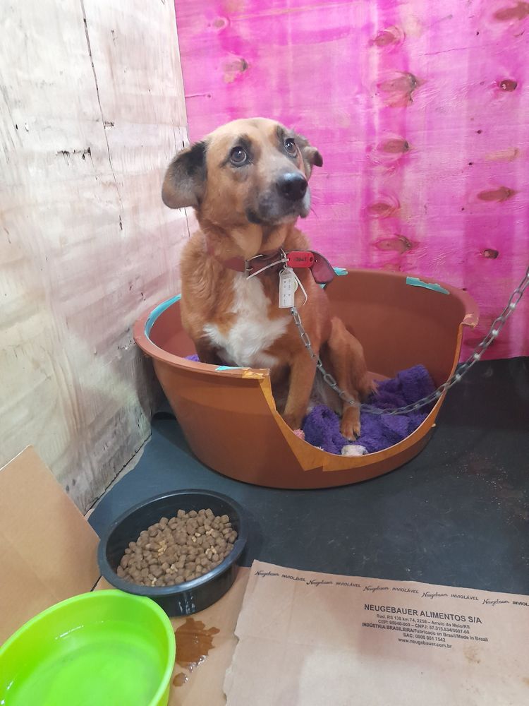 Cão