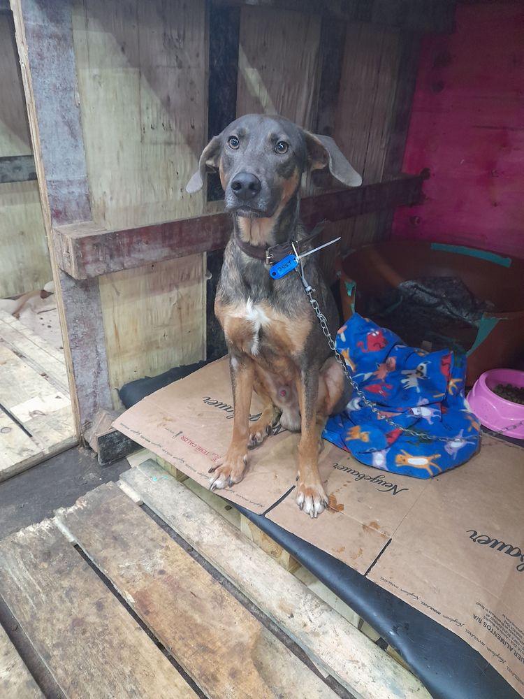 Cão