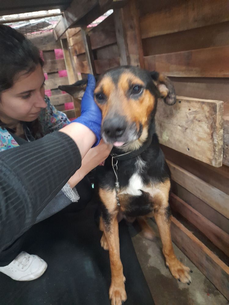 Cão