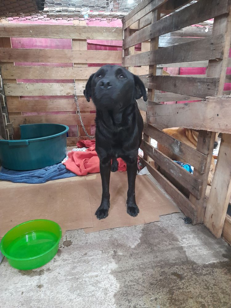 Cão