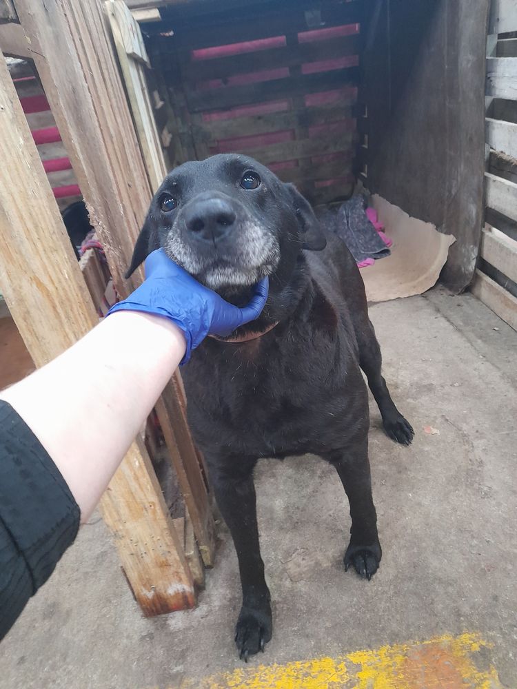 Cão