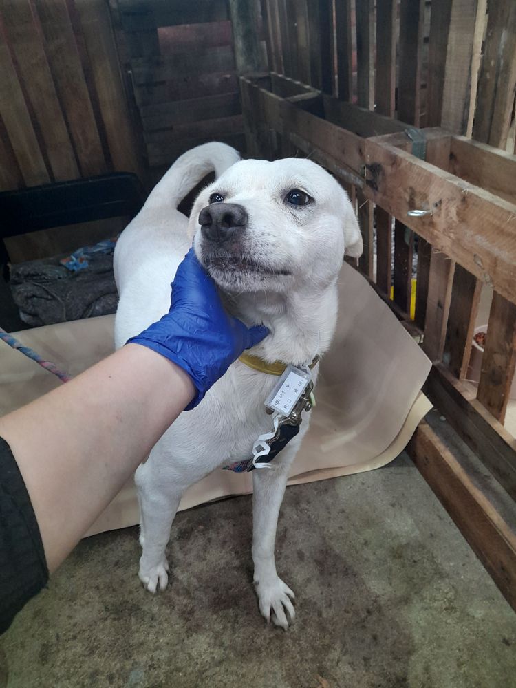 Cão