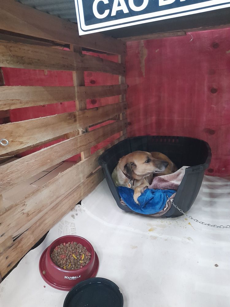 Cão