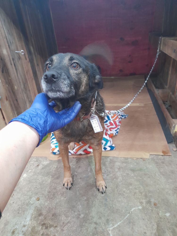 Cão