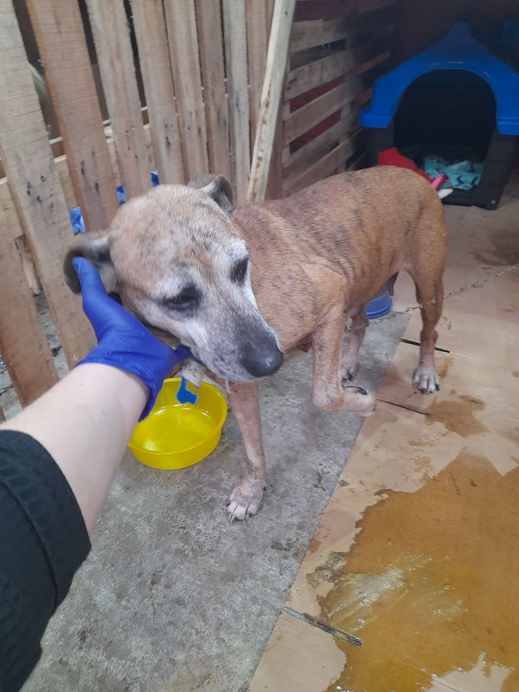 Cão