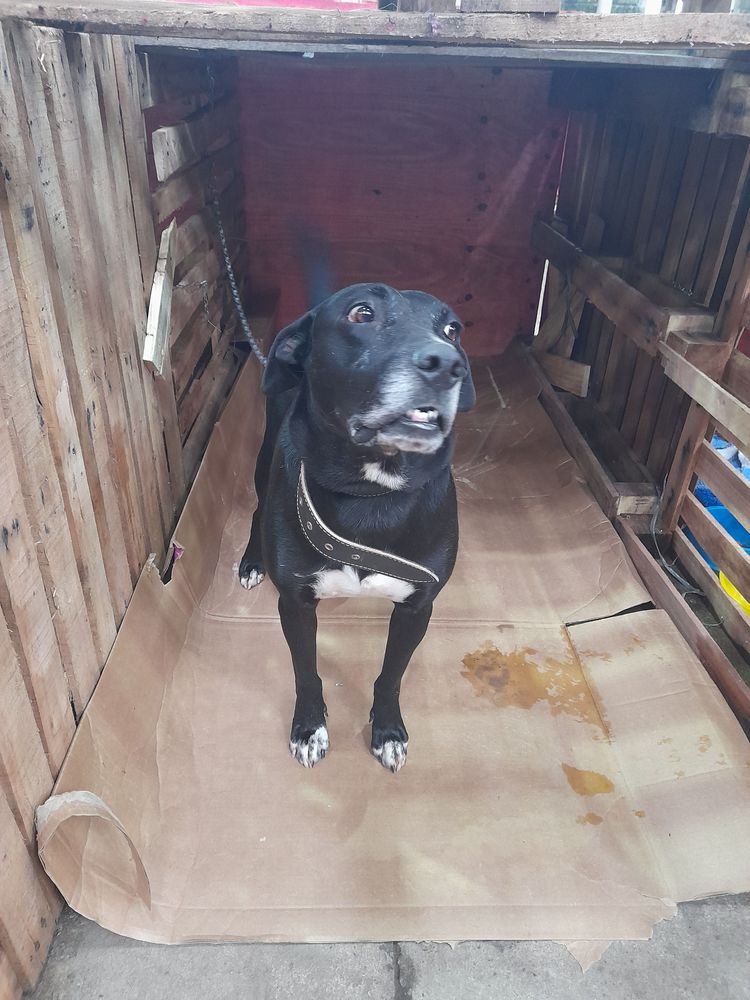 Cão