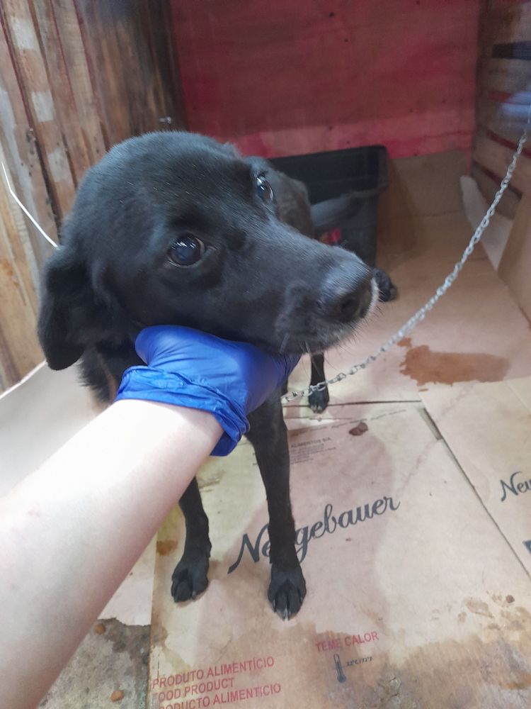 Cão