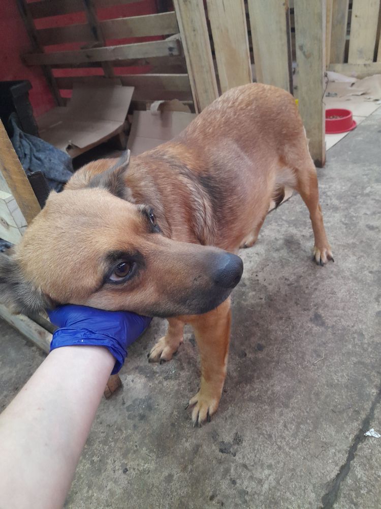 Cão