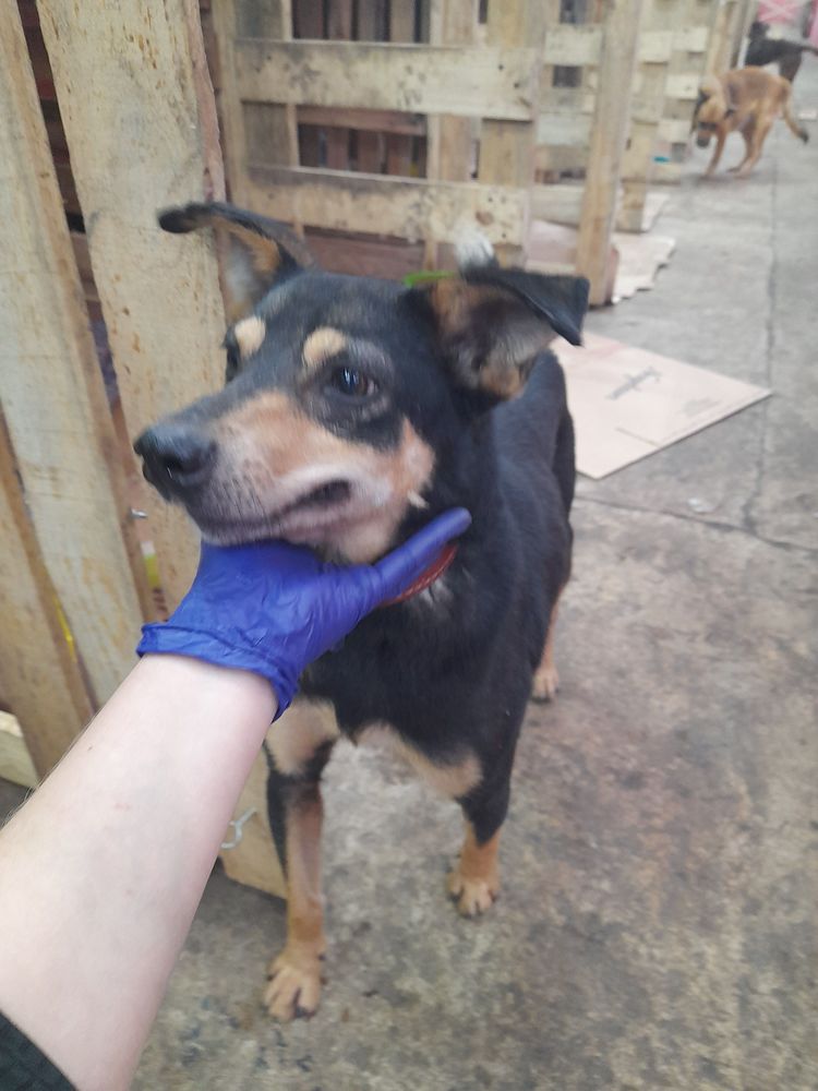Cão