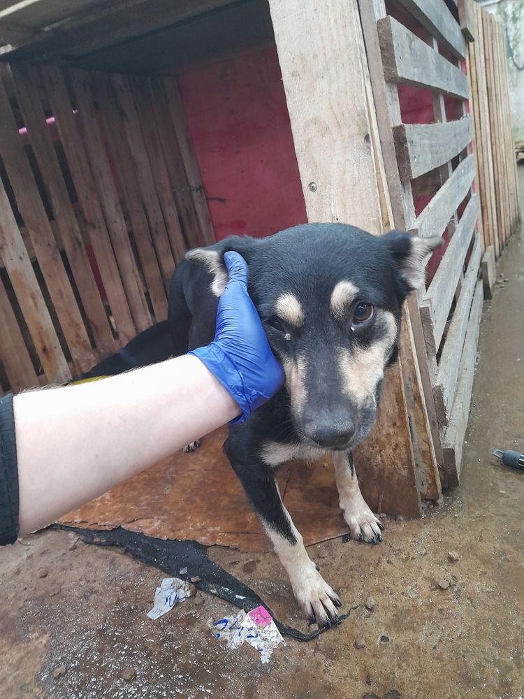 Cão